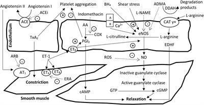 Frontiers | Hypertension in chronic kidney disease: What lies